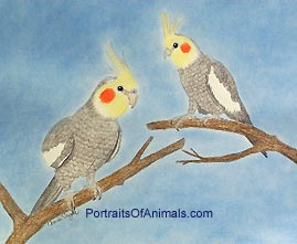 Cockatiels Portrait