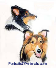 2 Shelties Dog Portrait - Pet Portraits by Cherie