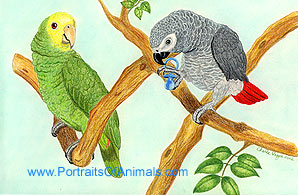 Double Yellow Head Amazon and African Grey Parrot Portrait