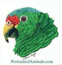 Red Lored Amazon parrot drawing- portrait by Cherie Vergos