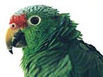 Amazon Original Photo