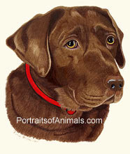 Chocolate Lab Dog Portrait - Pet Portraits by Cherie