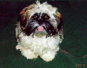 Chucky's Photo - Shih Tzu