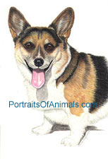 Pembroke Welsh Corgi Dog portrait - Pet Portraits by Cherie