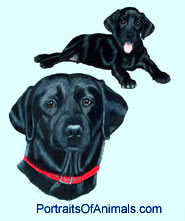 Black Lab (Labrador) Dog Portrait - Pet Portraits by Cherie