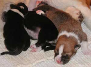 Emily's  pups