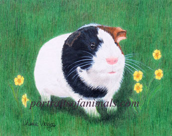 Guinea Pig Portrait -  Pet Portraits by Cherie Vergos