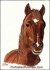 Painted Horse Portrait