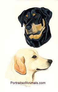 Rottweiler Yellow Lab portrait - Pet Portraits by Cherie