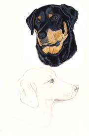 Rottweiler & Lab Portrait - Stage 2