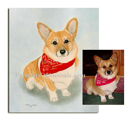 Custom Corgi Dog Portrait and reference photo