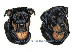 Rottweiler Dog Portrait - Pet Portraits by Cherie