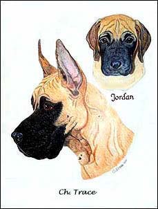 Great Dane - Pet Portraits by Cherie
