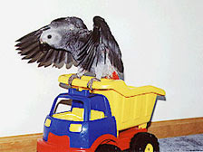 Ziggy and his DumpTruck