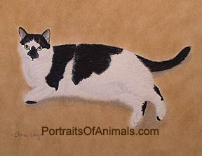 Black & White Domestic Shorthair Cat Portrait