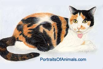 Calico Cat Portrait