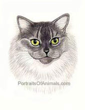 Himalayan Cat Portrait