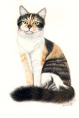 Calico Cat Portrait- Clarissa - Pet Portraits by Cherie