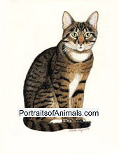 Tabby Cat Portrait - Full Body - Pet Portraits by Cherie