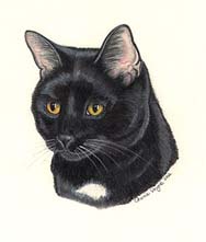 Black Cat Portrait - Pet Portraits by Cherie