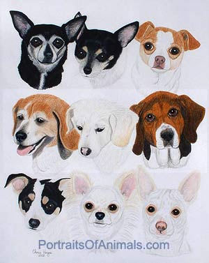 9 dogs in one portrait