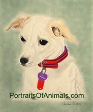 Rat Terrier Portrait - Pet Portraits by Cherie