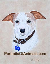 Fox Terrier Dog Portrait - Pet Portraits by Cherie