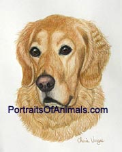 Golden Retriever Dog Portrait - Pet Portraits by Cherie