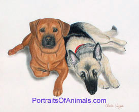 Rottweiler Mix and German Shepherd Dog Portrait - Pet Portraits by Cherie