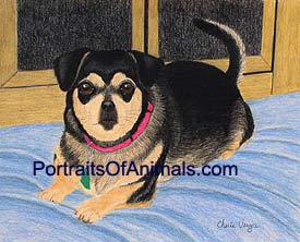 Chihuahua Pekingese Mix Dog Portrait - Pet Portraits by Cherie