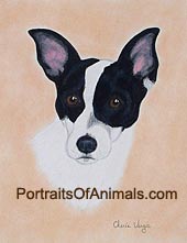 Rat Terrier Dog Portrait - Pet Portraits by Cherie