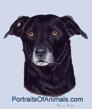 Black Lab Mix Dog Portrait - Pet Portraits by Cherie