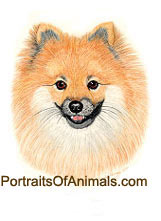 Pomeranian Puppy Dog Portrait - Pet Portraits by Cherie