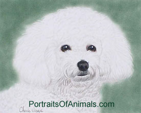 Bichon Frise Dog Portrait - Pet Portraits by Cherie