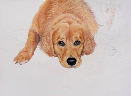 20+ Inspiration Realistic Golden Retriever Puppy Drawing | The Japingape