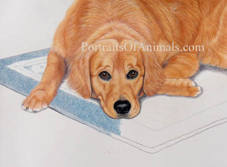 Golden retriever portrait: Pet Portraits by Cherie Vergos