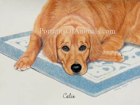 Golden retriever portrait: Pet Portraits by Cherie Vergos