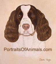 Springer Spaniel Portrait - Pet Portraits by Cherie