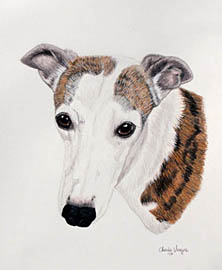 Pet Portrait of a Whippet - Pet Portraits by Cherie Vergos