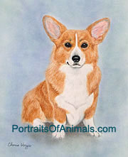 Pembroke Welsh Corgi Dog Portrait - Pet Portraits by Cherie