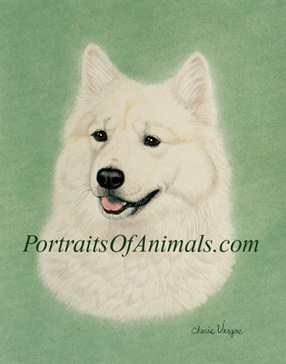 Eurasier Portrait- Pet Portraits by Cherie Vergos