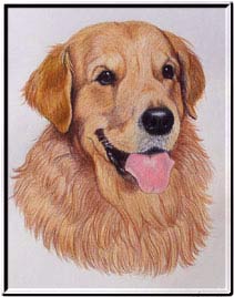 Golden Retriever Portrait- Pet Portraits by Cherie Vergos