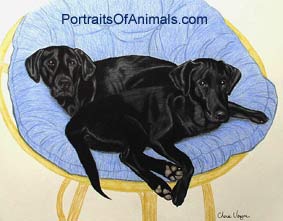 Black Labrador Retrievers Dog Portrait - Pet Portraits by Cherie