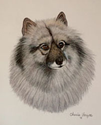 Keeshond Dog Portrait - Pet Portraits by Cherie Vergos