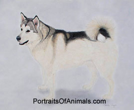 Alaskan Malamute Dog Portrait - Pet Portraits by Cherie