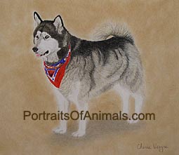 Alaskan Malamute Portrait - Pet Portraits by Cherie