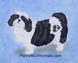 Shih Tzu Dog Portrait - Pet Portraits by Cherie