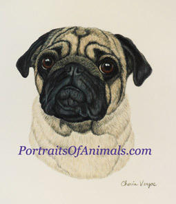 Pug Dog Portrait Penny