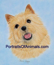Norwich Terrier Dog Portrait - Pet Portraits by Cherie
