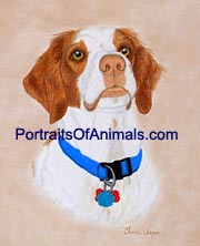 Brittany Spaniel Dog Portrait - Pet Portraits by Cherie